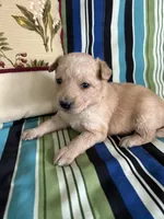 Girl1, a female Golden Retriever for sale in Kinston, NC – Photo 4 of 5