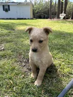 Girl1, a female Golden Retriever for sale in Kinston, NC – Photo 1 of 6