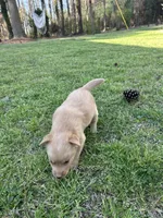 BOY1, a male Golden Retriever for sale in Kinston, NC – Photo 3 of 4
