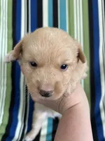 BOY1, a male Golden Retriever for sale in Kinston, NC – Photo 2 of 5