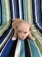 BOY1, a male Golden Retriever for sale in Kinston, NC – Photo 5 of 5