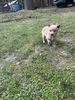 BOY1, a male Golden Retriever for sale in Kinston, NC – Photo 4 of 4