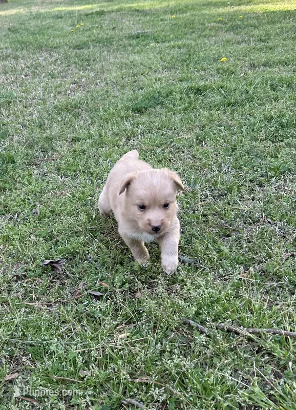 BOY1 – Golden Retriever puppy for sale in Kinston, NC