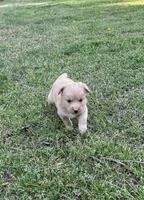 BOY1, a male Golden Retriever for sale in Kinston, NC – Photo 1 of 4