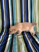 BOY1, a male Golden Retriever for sale in Kinston, NC – Photo 3 of 5