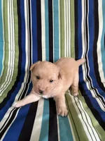 BOY1, a male Golden Retriever for sale in Kinston, NC – Photo 4 of 5