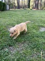 BOY1, a male Golden Retriever for sale in Kinston, NC – Photo 2 of 4