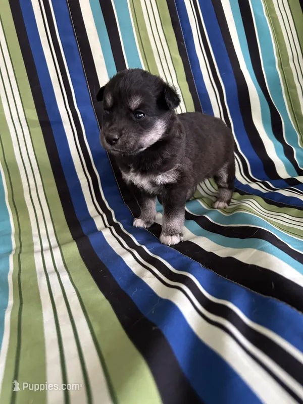 Boy2 – Golden Retriever puppy for sale in Kinston, NC