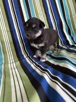 Boy2, a male Golden Retriever for sale in Kinston, NC – Photo 1 of 5