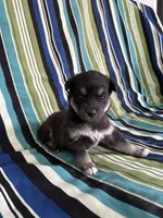 Boy2, a male Golden Retriever for sale in Kinston, NC – Photo 2 of 5