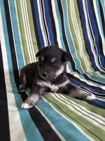 Boy2, a male Golden Retriever for sale in Kinston, NC – Photo 3 of 5