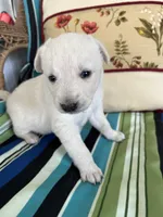 Girl4, a female Golden Retriever for sale in Kinston, NC – Photo 3 of 5