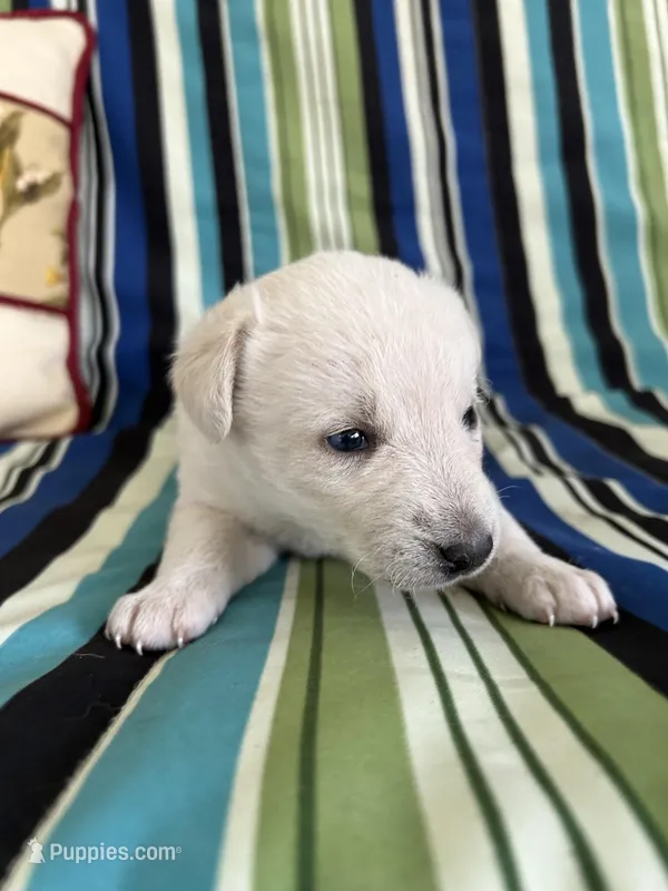 Girl4 – Golden Retriever puppy for sale in Kinston, NC