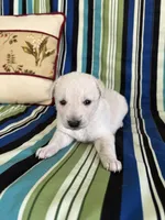 Girl4, a female Golden Retriever for sale in Kinston, NC – Photo 4 of 5