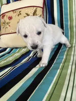 Girl4, a female Golden Retriever for sale in Kinston, NC – Photo 2 of 5