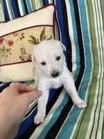 Girl4, a female Golden Retriever for sale in Kinston, NC – Photo 5 of 5