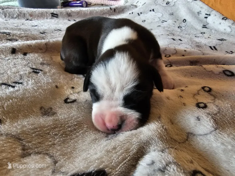 Rascal – Boxer puppy for sale in Aurora, CO