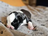 Rascal, a male Boxer for sale in Aurora, CO – Photo 2 of 2