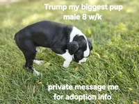 Trump, a male Boxer for sale in Aurora, CO – Photo 3 of 5