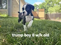 Trump, a male Boxer for sale in Aurora, CO – Photo 2 of 5