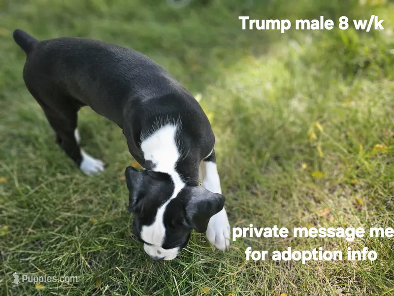 Trump, a male Boxer for sale in Aurora, CO – Photo 1 of 5