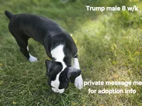 Trump, a male Boxer for sale in Aurora, CO – Photo 1 of 5