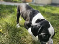 Trump, a male Boxer for sale in Aurora, CO – Photo 4 of 5