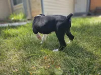 Trump, a male Boxer for sale in Aurora, CO – Photo 5 of 5