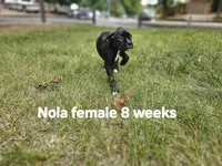 Nala, a female Boxer for sale in Aurora, CO – Photo 2 of 2