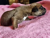 Flapjack, a male Boxer for sale in Aurora, CO – Photo 3 of 3