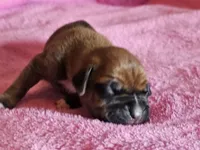 Flapjack, a male Boxer for sale in Aurora, CO – Photo 1 of 3