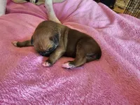 Flapjack, a male Boxer for sale in Aurora, CO – Photo 2 of 3