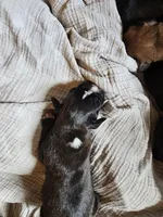 Beast, a male Boxer for sale in Aurora, CO – Photo 2 of 3