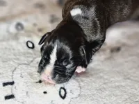 Beast, a male Boxer for sale in Aurora, CO – Photo 1 of 3