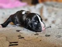 Beast, a male Boxer for sale in Aurora, CO – Photo 3 of 3