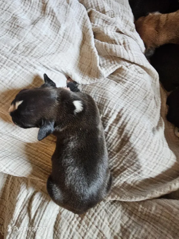 Darth "vader" – Boxer puppy for sale in Aurora, CO