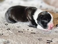 Darth "vader", a male Boxer for sale in Aurora, CO – 3 of 3