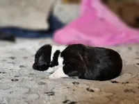 Darth "vader", a male Boxer for sale in Aurora, CO – 2 of 3