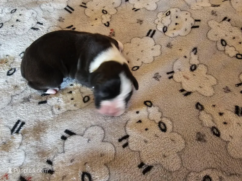 Darth "vader" – Boxer puppy for sale in Aurora, CO