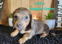Boy 1 & 2 Girl, a female Miniature Dachshund for sale in Beaumont, TX – Photo 2 of 10