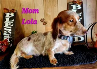 Boy 1 & 2 Girl, a female Miniature Dachshund for sale in Beaumont, TX – Photo 6 of 10