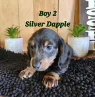 Boy 1 & 2 Girl, a female Miniature Dachshund for sale in Beaumont, TX – Photo 4 of 10