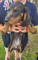 Boy 1 & 2 Girl, a female Miniature Dachshund for sale in Beaumont, TX – Photo 8 of 10