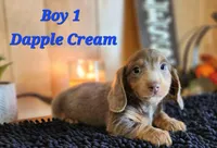 Boy 1 & 2 Girl, a female Miniature Dachshund for sale in Beaumont, TX – Photo 1 of 10