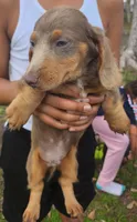 Boy 1 & 2 Girl, a female Miniature Dachshund for sale in Beaumont, TX – Photo 7 of 10