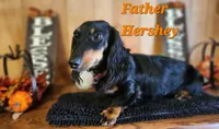 Boy 1 & 2 Girl, a female Miniature Dachshund for sale in Beaumont, TX – Photo 3 of 10