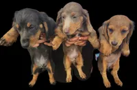 Boy 1 & 2 Girl, a female Miniature Dachshund for sale in Beaumont, TX – Photo 9 of 10