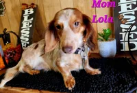 Boy 1 & 2 Girl, a female Miniature Dachshund for sale in Beaumont, TX – Photo 5 of 10