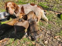 Boy 1 & 2 Girl, a female Miniature Dachshund for sale in Beaumont, TX – Photo 10 of 10