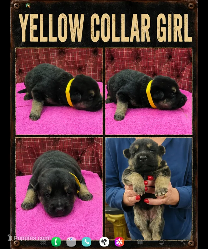 yellow collar girl – German Shepherd Dog puppy for sale in Greensburg, PA